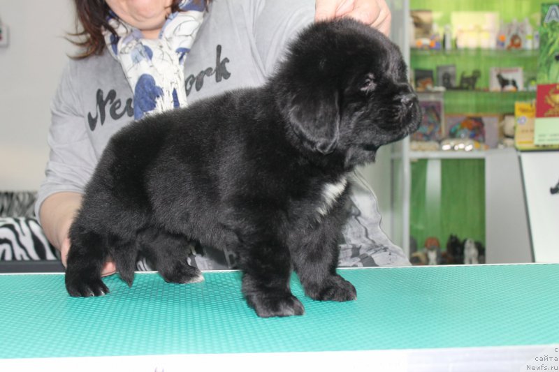 Фотография № 203978