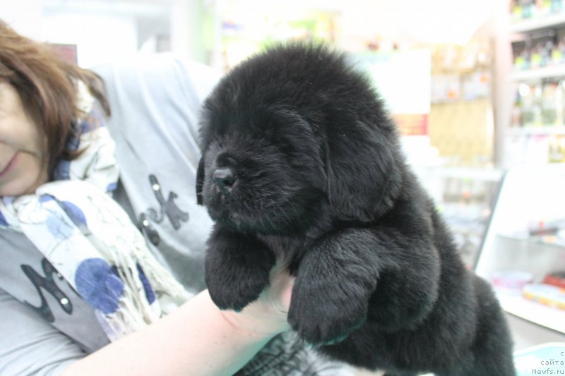 Фотография № 203979