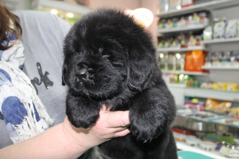 Фотография № 203980