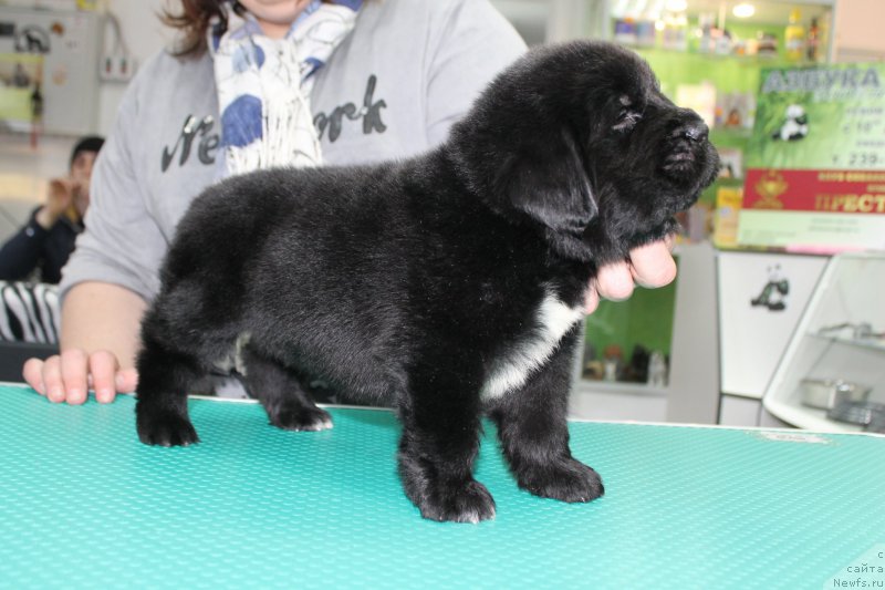 Фотография № 203981