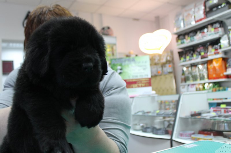 Фотография № 203982