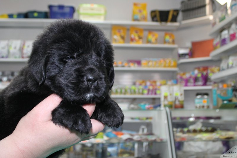 Фотография № 203983