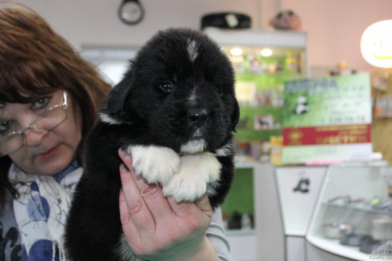 Фотография № 203985