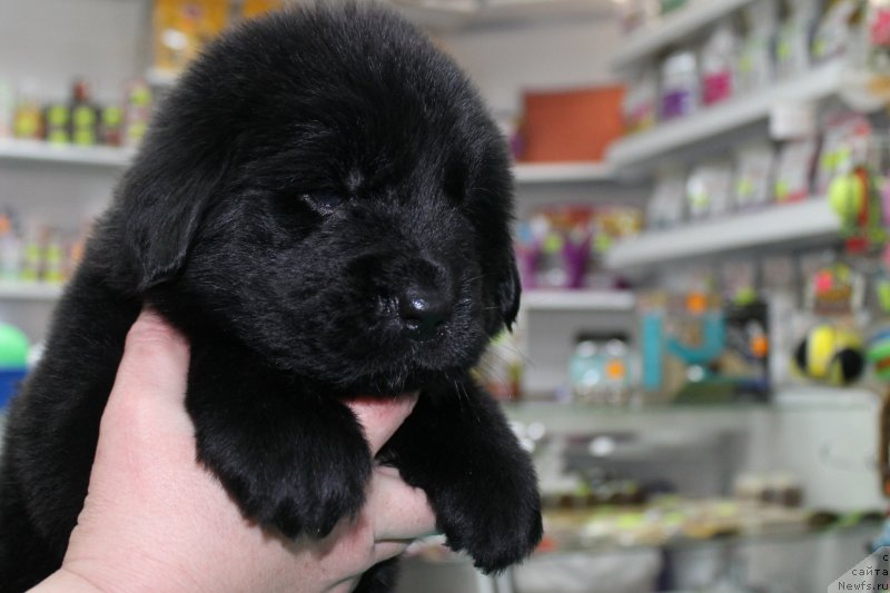 Фотография № 203986