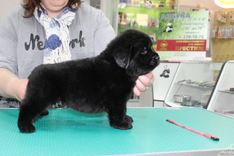 Фотография № 203987