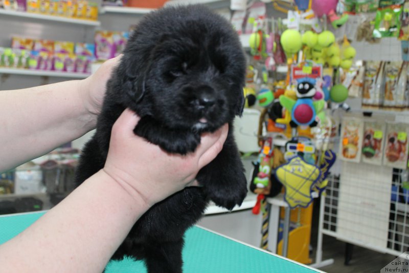 Фотография № 203988