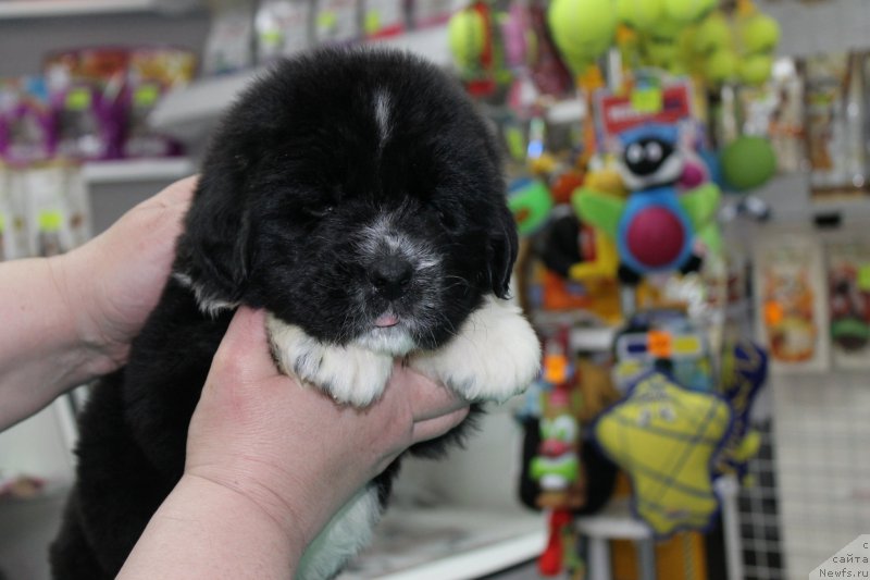 Фотография № 203991