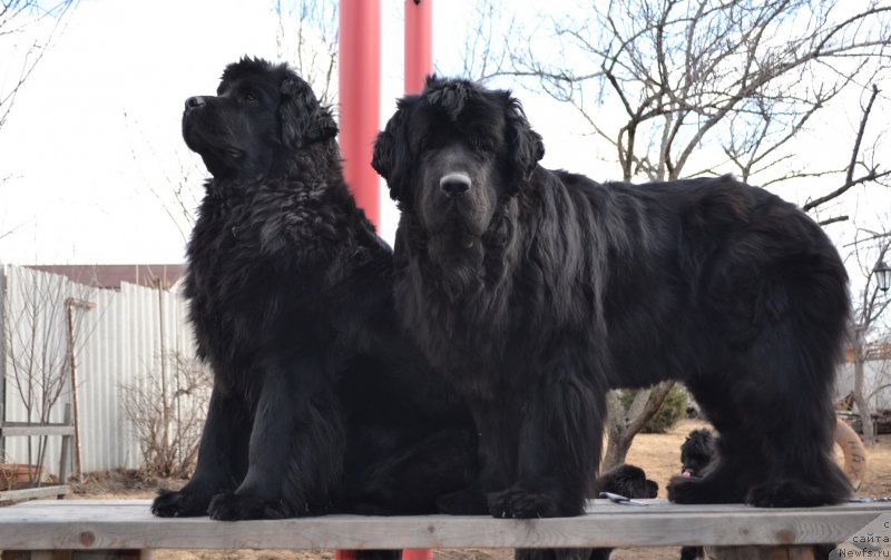 Фото: ньюфаундленд Talisman Morya Magiya Voln (Талисман Моря Магия Волн), ньюфаундленд I'm Little Princess Midnight Bear