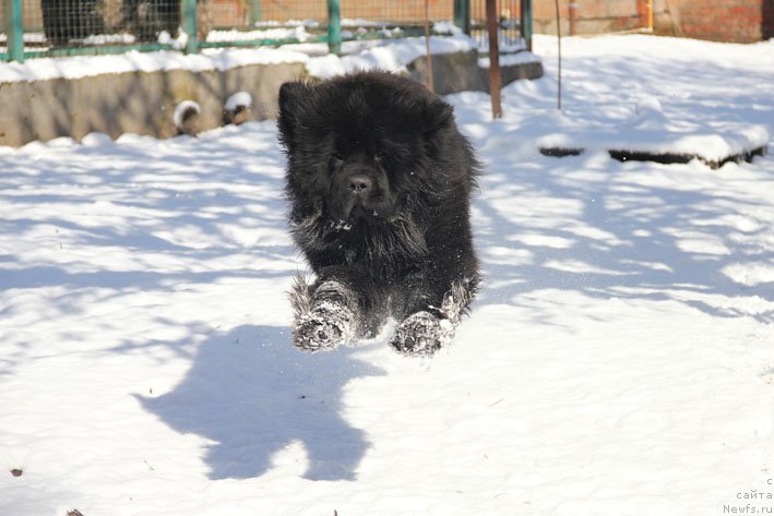 Фото: ньюфаундленд Grenader s Berega Dona (Гренадер с Берега Дона)