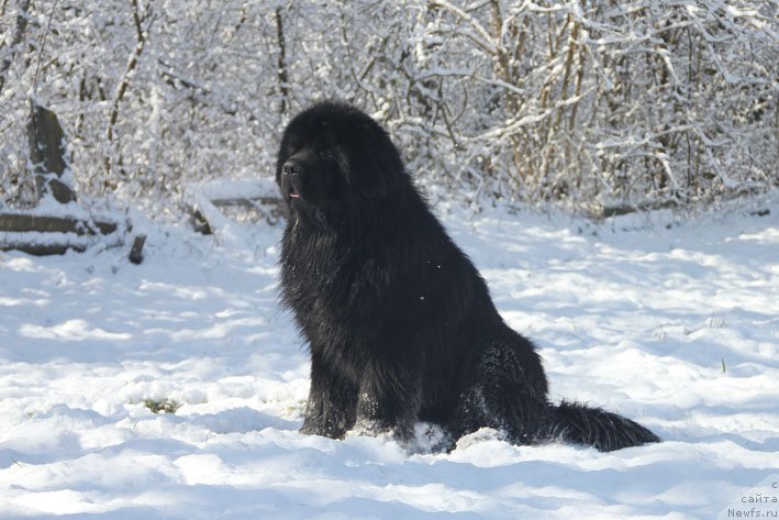 Фото: ньюфаундленд Grenader s Berega Dona (Гренадер с Берега Дона)