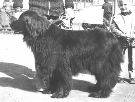Фото: ньюфаундленд Amavi YEspera (Амави Эспера)