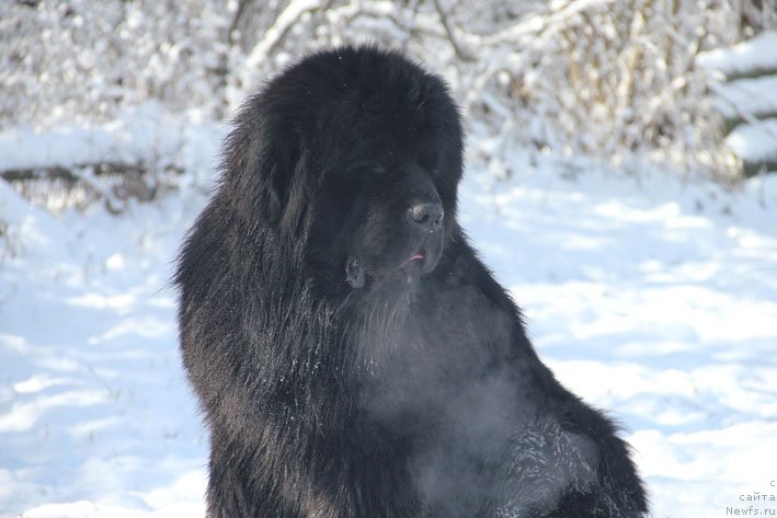 Фото: ньюфаундленд Grenader s Berega Dona (Гренадер с Берега Дона)