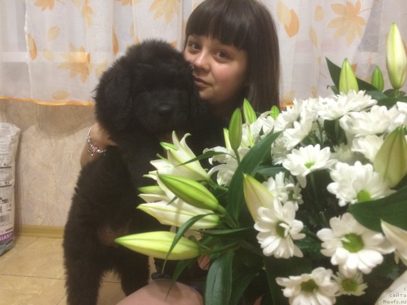 Фото: ньюфаундленд Nazvannyiy Syin Simbada (Названный Сын Симбада), ньюфаундленд Nazvannyiy Syin Simbada (Названный Сын Симбада)