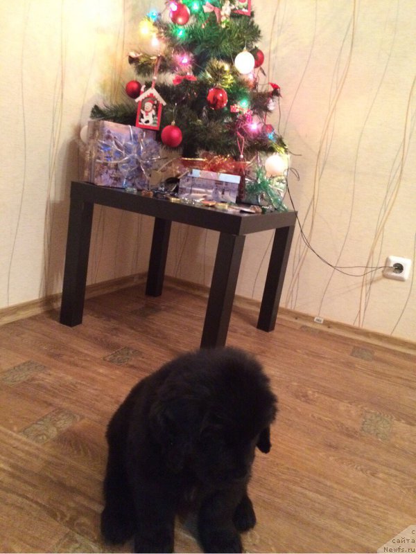 Фото: ньюфаундленд Nazvannyiy Syin Simbada (Названный Сын Симбада)