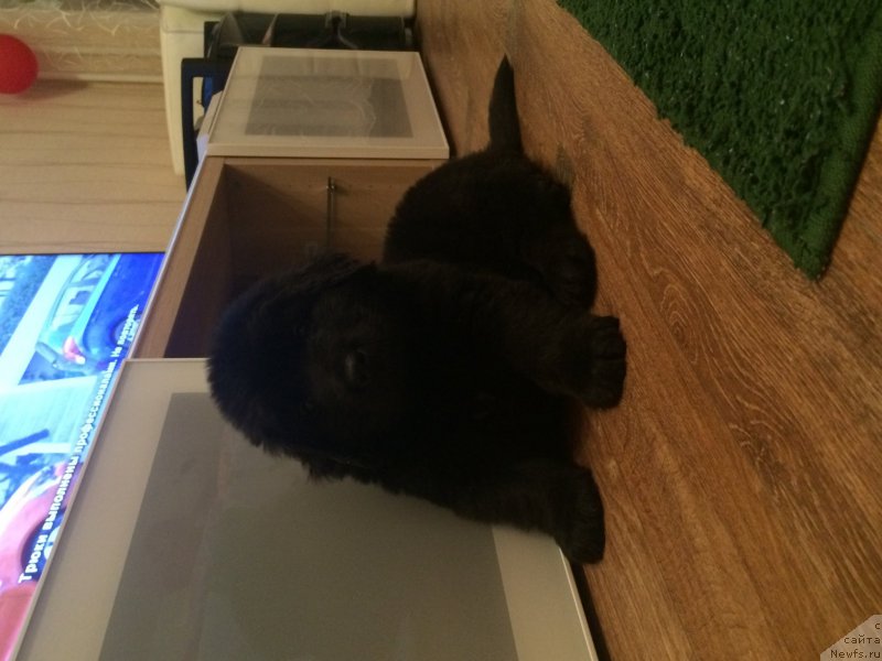 Фото: ньюфаундленд Nazvannyiy Syin Simbada (Названный Сын Симбада)