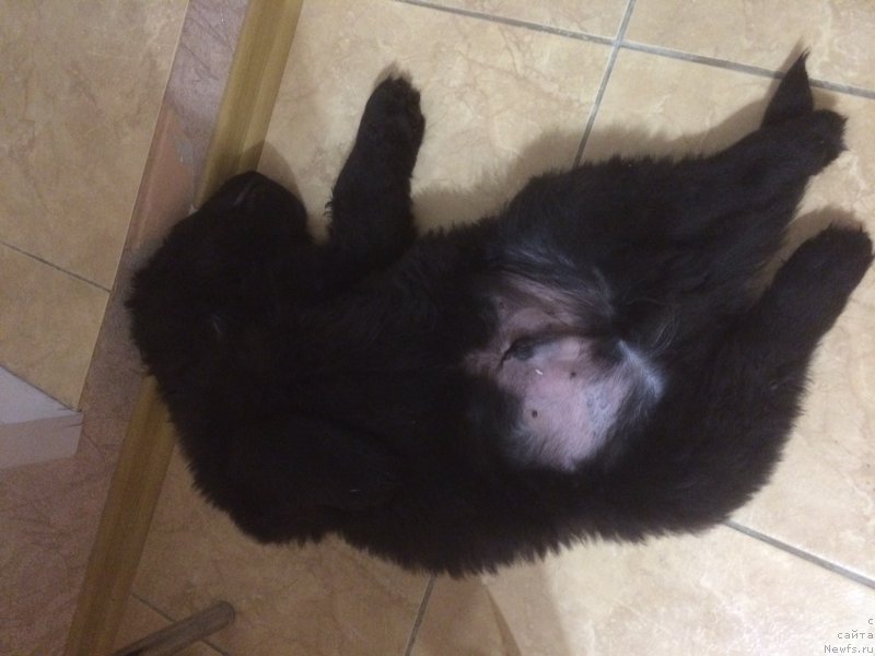 Фото: ньюфаундленд Nazvannyiy Syin Simbada (Названный Сын Симбада)