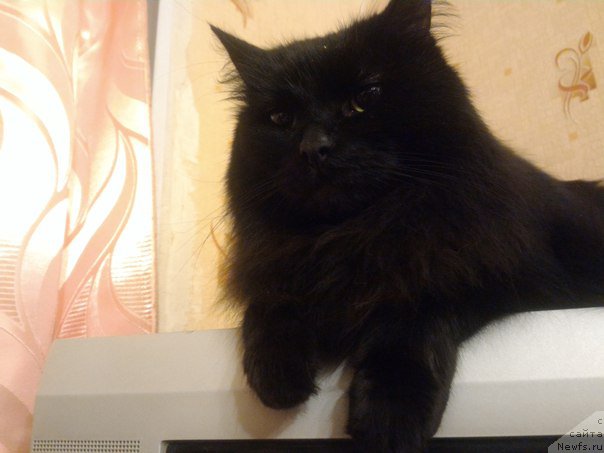 Фотография № 204009