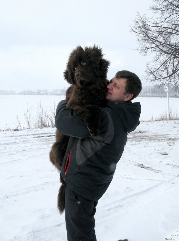 Фото: ньюфаундленд Fann'yuf Anatoliya (Фанньюф Анатолия)