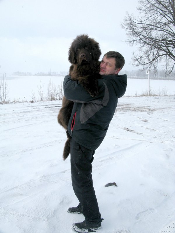 Фото: Aleksey Lachinov (Алексей Лачинов), ньюфаундленд Fann'yuf Anatoliya (Фанньюф Анатолия)