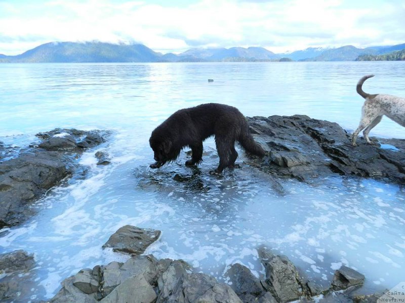 Фото: ньюфаундленд Chernaya Mafia Аngel Among Us (Черная Мафия Ангел Амонг Ус)