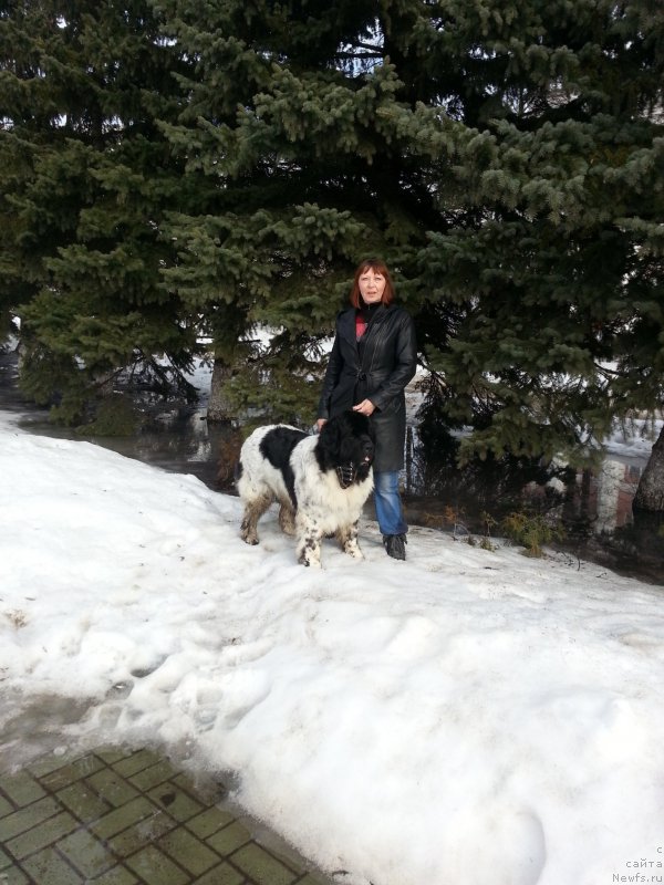 Фото: ньюфаундленд Skazochnaya Kroha SHarman (Сказочная Кроха Шарман)