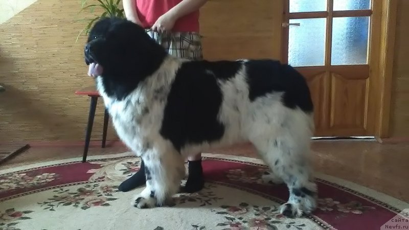 Фото: ньюфаундленд Vargas de la Massa Armando (Варгас Де Ла Масса Армандо)