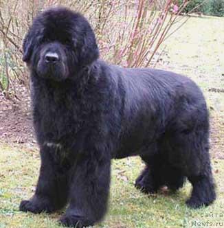 Фото: ньюфаундленд As'Siam de L'Etoile de Cyrice