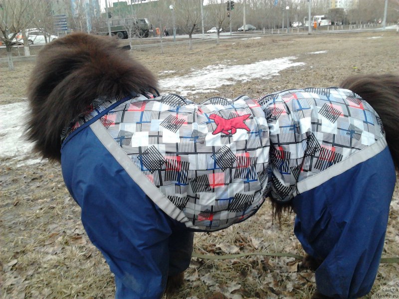 Фото: ньюфаундленд Akvatoriya Kelvin Selebreyshn (Акватория Келвин Селебрейшн)