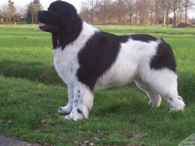 Фото: ньюфаундленд Raphael of the Weeping Willow