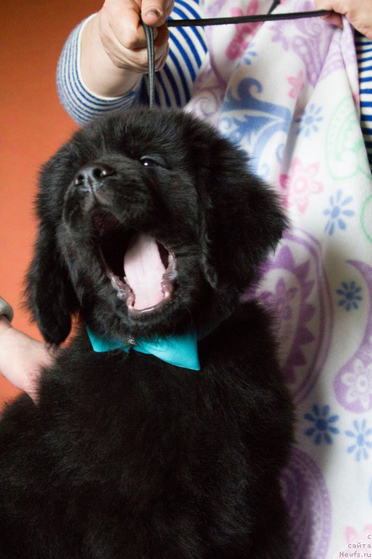 Фото: ньюфаундленд Saturn Van Hel'sing (Сатурн Ван Хельсинг)