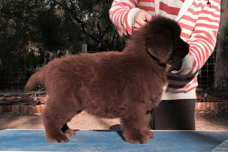 Фото: ньюфаундленд Newfashion The Crowd Goes Wild