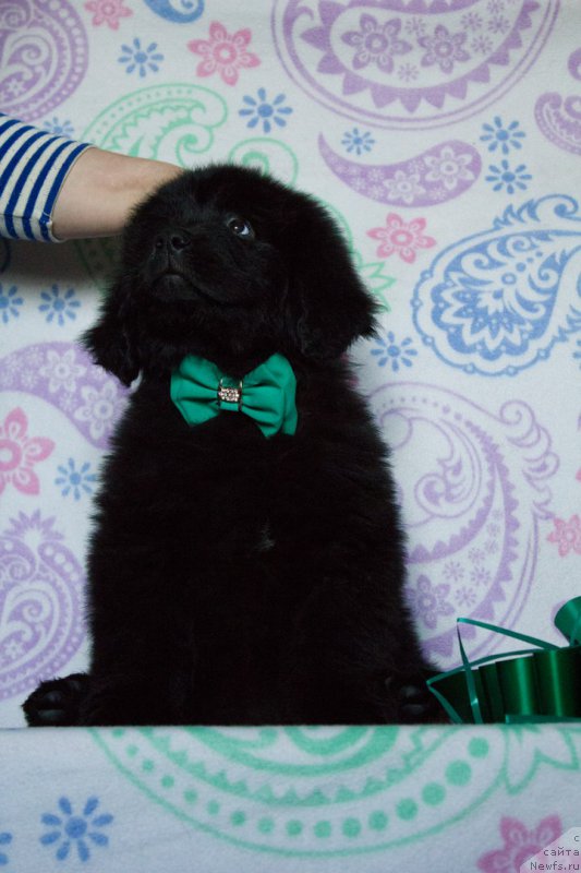 Фото: ньюфаундленд Sirius Bol'shoy Pes (Сириус Большой Пес)