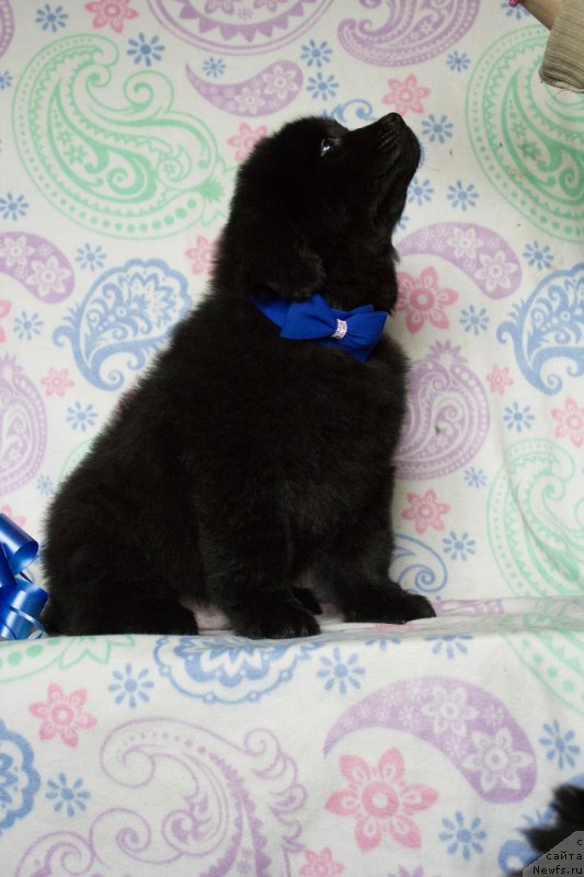 Фото: ньюфаундленд Saif Sozvezdie Oriona (Саиф Созвездие Ориона)