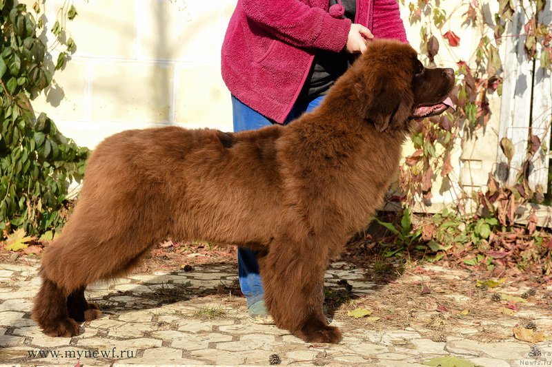 Фото: ньюфаундленд Newfashion The Crowd Goes Wild