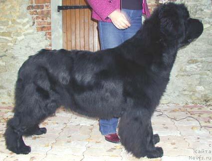 Фото: ньюфаундленд The Secret Garden de L'Etoile de Cyrice