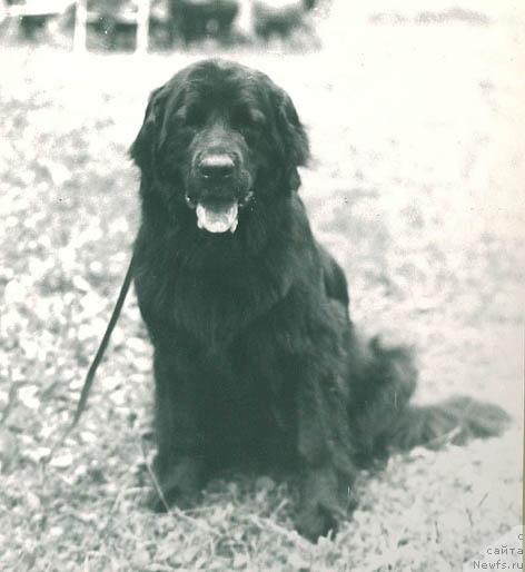 Фото: ньюфаундленд Nemrad Netta (Немрад Нетта)