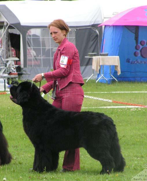 Фото: ньюфаундленд Ugly-Bugly des Oursons du Vent