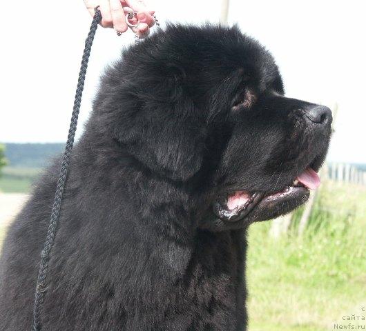 Фото: ньюфаундленд Ugly-Bugly des Oursons du Vent