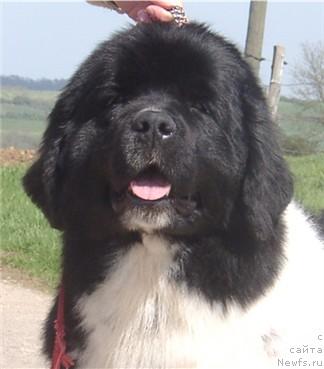 Фото: ньюфаундленд Sweet Virginia des Oursons du Vent