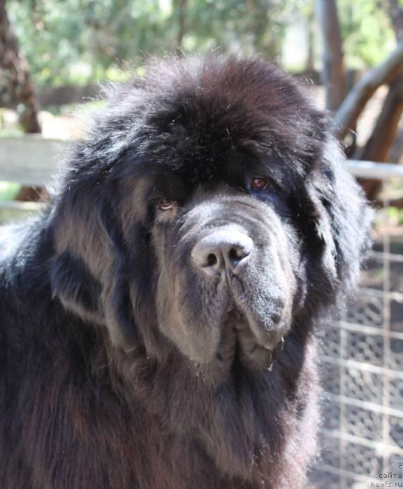 Фото: ньюфаундленд Newfashion Makes Its Mark