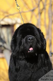 Фото: ньюфаундленд Thickish Newfoundland Keeper of Freedom