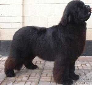 Фото: ньюфаундленд Evanpark Bruce Almighty