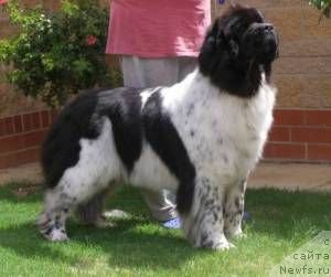 Фото: ньюфаундленд Newfashion Unique Diva