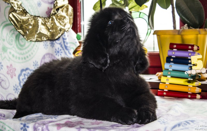 Фото: ньюфаундленд Siciliya Blyek Rouz (Сицилия Блэк Роуз)