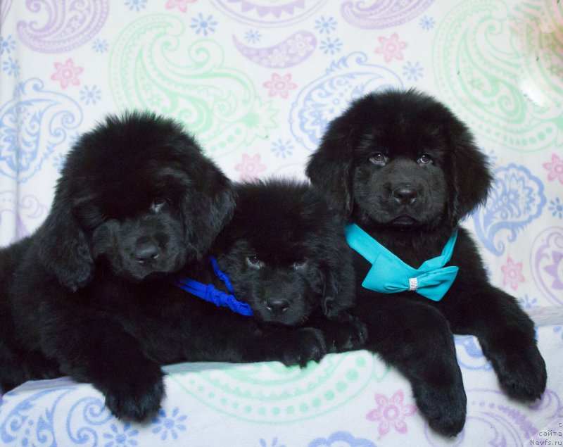 Фото: ньюфаундленд Saturn Van Hel'sing (Сатурн Ван Хельсинг), ньюфаундленд Saif Sozvezdie Oriona (Саиф Созвездие Ориона), ньюфаундленд Sirius Bol'shoy Pes (Сириус Большой Пес)