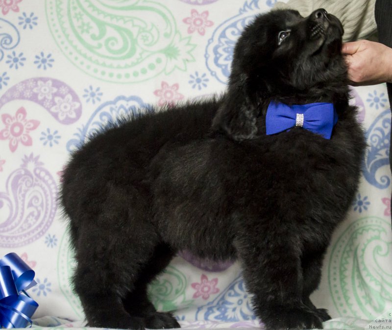 Фото: ньюфаундленд Saif Sozvezdie Oriona (Саиф Созвездие Ориона)