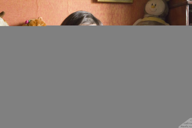 Фото: ньюфаундленд Sirius Bol'shoy Pes (Сириус Большой Пес), Liliana Rahmatova (Лилиана Рахматова), ньюфаундленд Saif Sozvezdie Oriona (Саиф Созвездие Ориона)