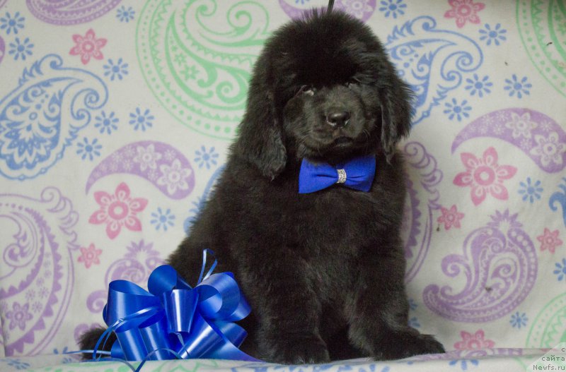 Фото: ньюфаундленд Saif Sozvezdie Oriona (Саиф Созвездие Ориона)