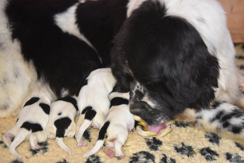 Фотография № 204183