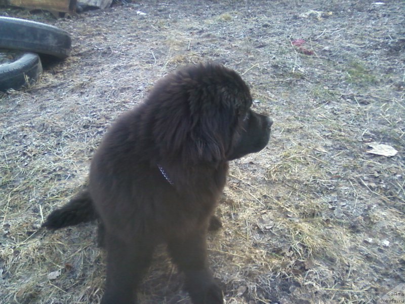 Фото: ньюфаундленд Angelo Orso Bella Donna (Анджело Орсо Белла Донна)